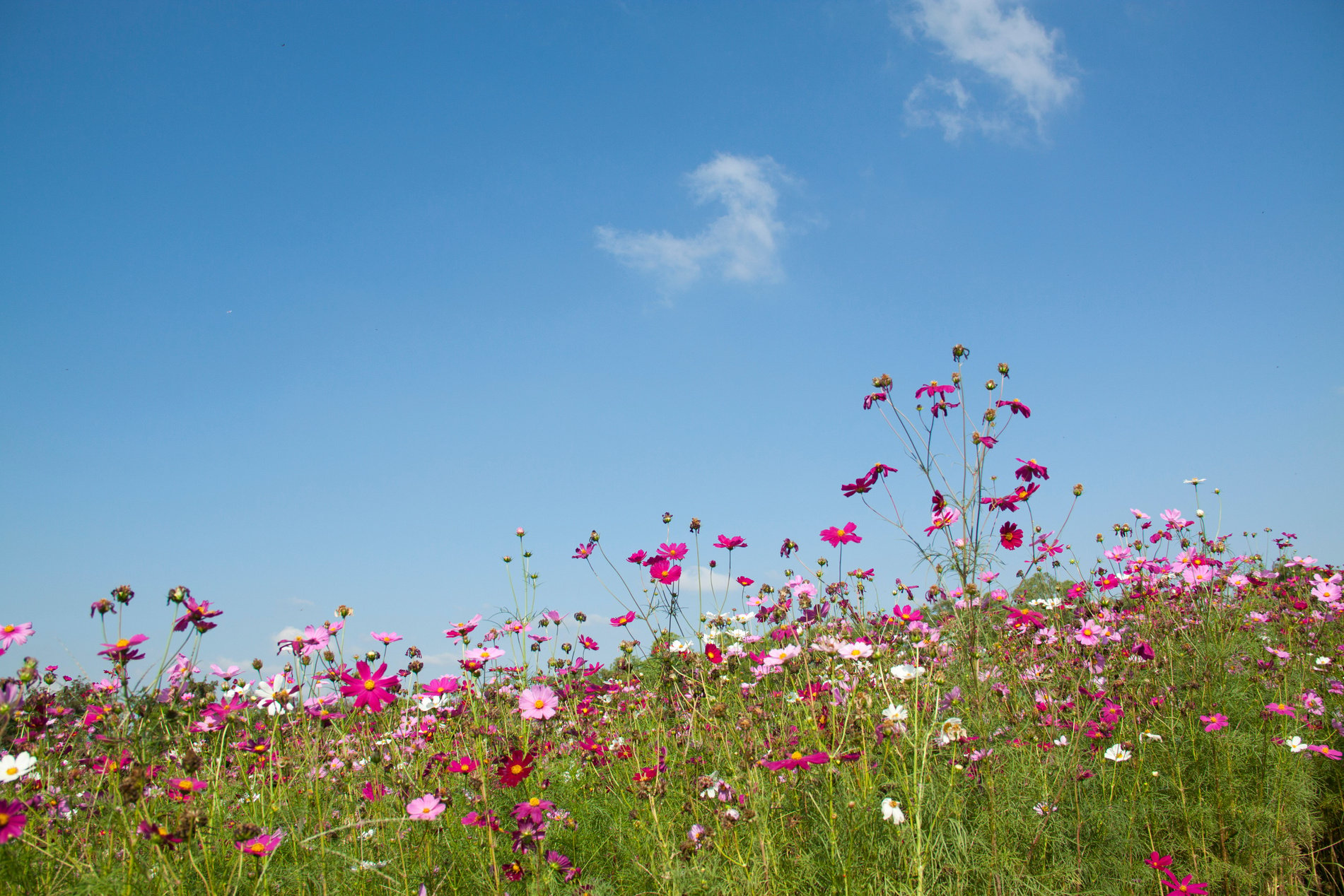 Purple and Pink Flowers Under White Clouds during Day Time