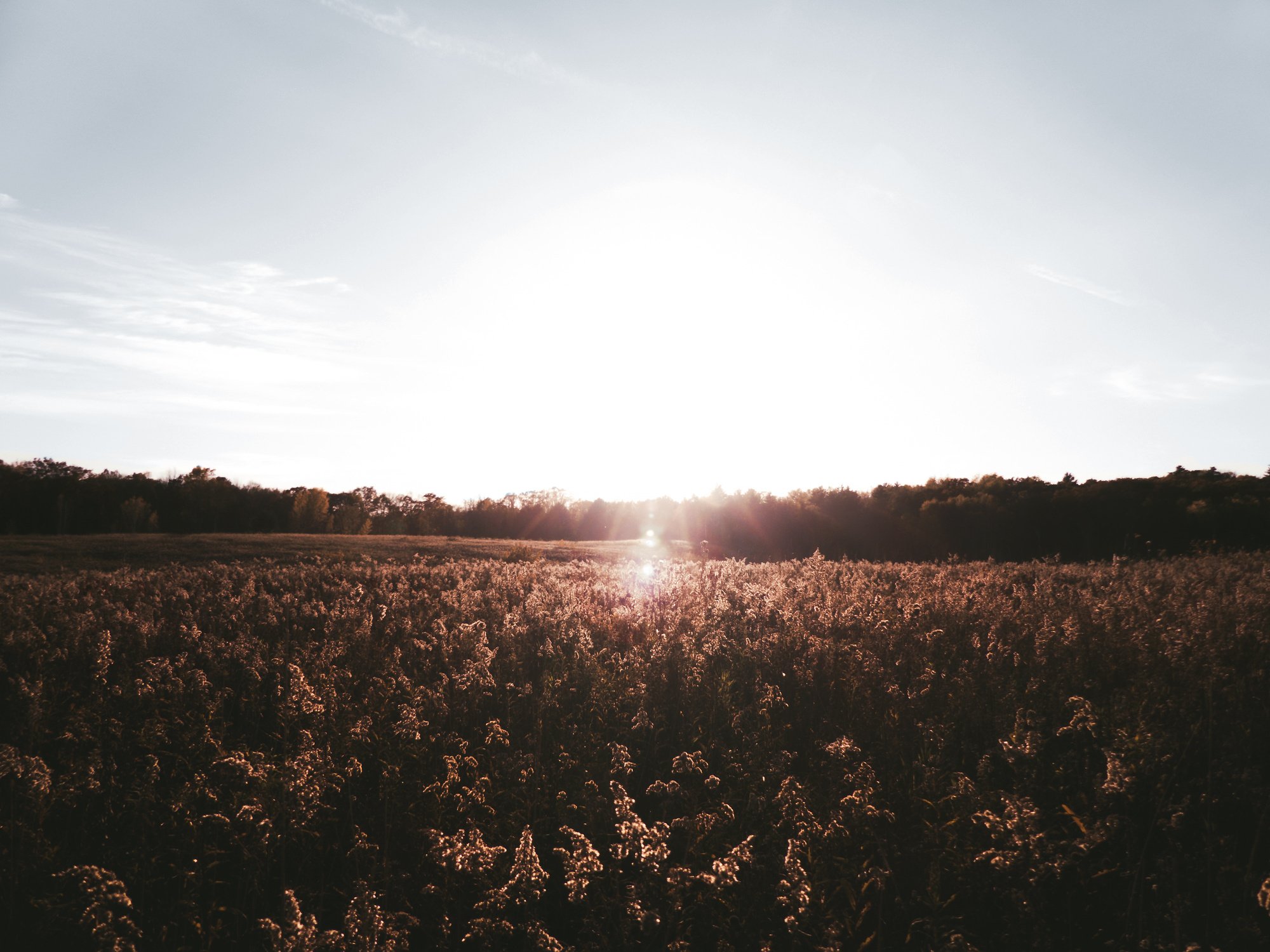 Silhouette Photography of Grass Field